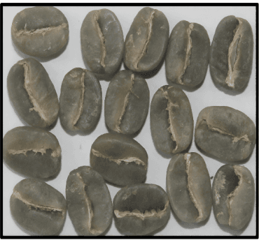 Arabica Plantation AA — Indian green coffee beans for export
