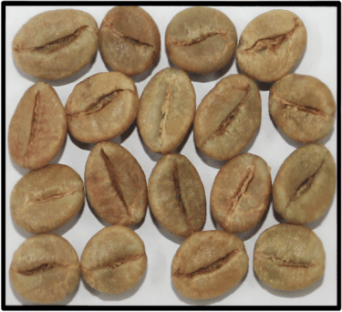 Robusta Cherry AA — Indian green coffee beans for export