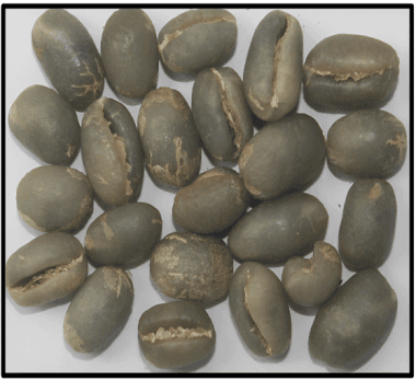 Arabica Plantation PB — Indian green coffee beans for export