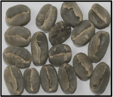 Arabica Plantation A — Indian green coffee beans for export