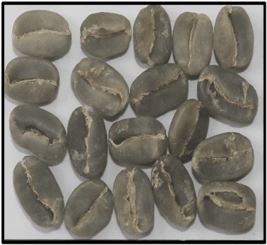 Arabica Plantation B — Indian green coffee beans for export