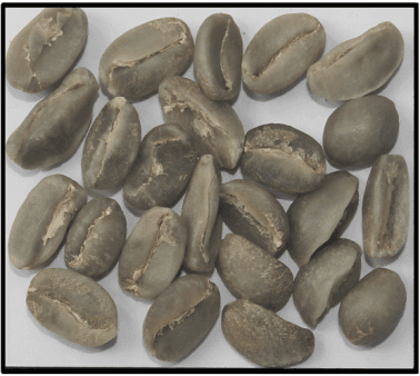 Arabica Plantation C — Indian green coffee beans for export