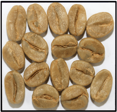 Unwashed Arabica Coffee Beans — Indian coffee exporter and bulk supplier from Karnataka