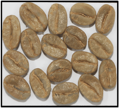 Arabica Cherry A Indian coffee exporter bulk supplier