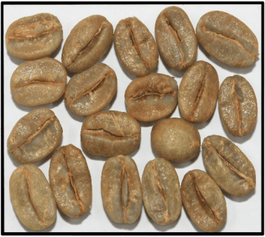 Arabica Cherry AB Indian coffee exporter bulk supplier