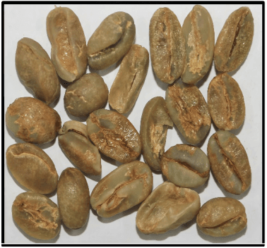 Arabica Cherry C Indian coffee exporter bulk supplier