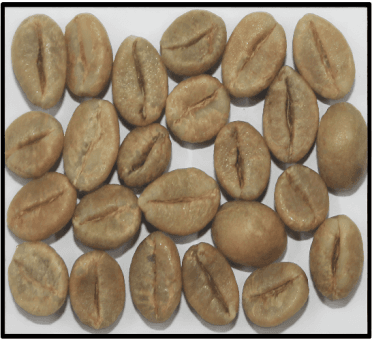 Robusta Cherry AB — Indian green coffee beans for export