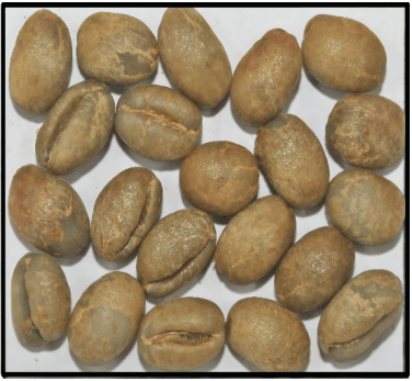 Robusta Cherry PB — Indian green coffee beans for export