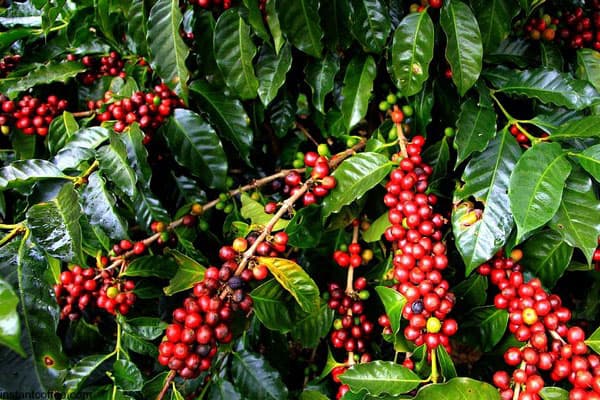 Mediterranean port for Indian coffee shipments to Libya