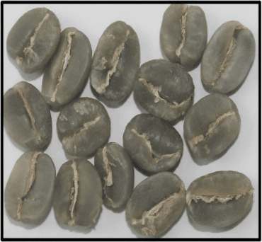 Coorg Arabica