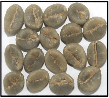 Washed Robusta Coffee Beans — Indian coffee exporter and bulk supplier from Karnataka