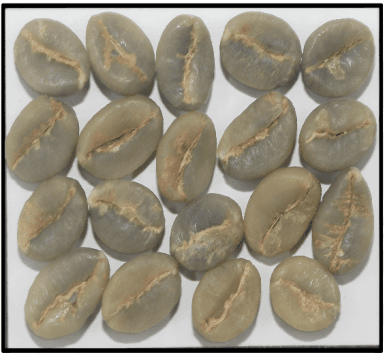 Robusta Parchment A Indian coffee exporter bulk supplier