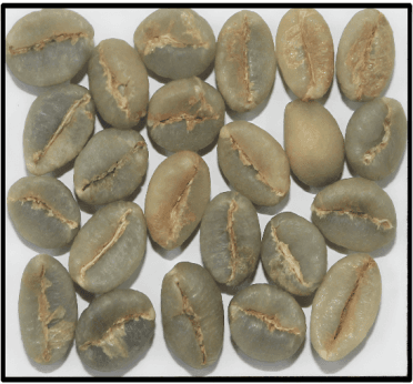 Robusta Parchment AB Indian coffee exporter bulk supplier