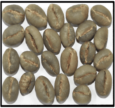Robusta Parchment PB Indian coffee exporter bulk supplier