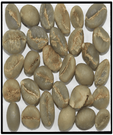 Robusta Parchment C Indian coffee exporter bulk supplier