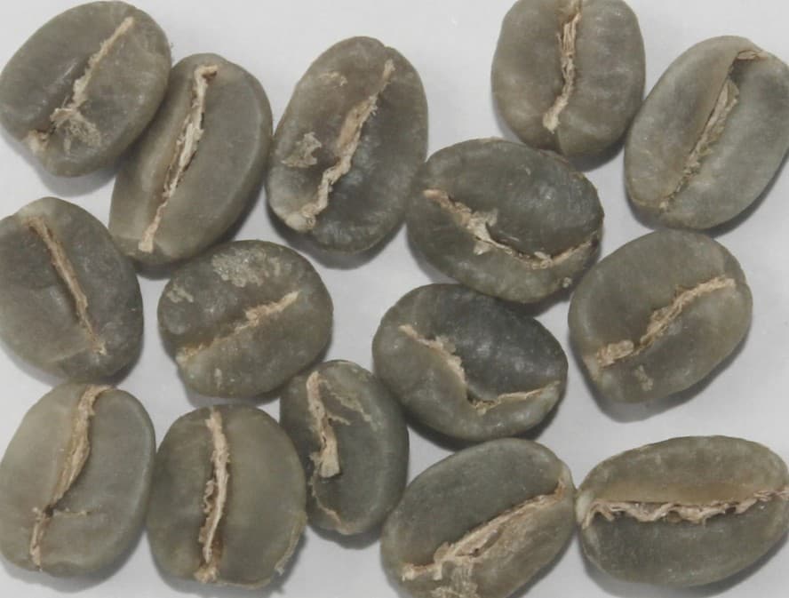 Washed Arabica Coffee Beans — LIT COFFEE India export