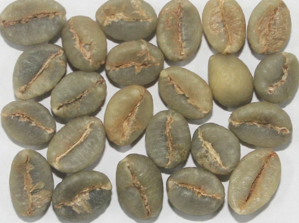 Robusta Parchment Bulk Indian coffee exporter bulk supplier