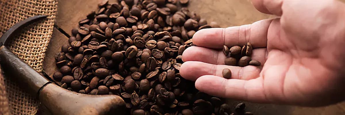Cairo coffee shop importing Indian Arabica coffee