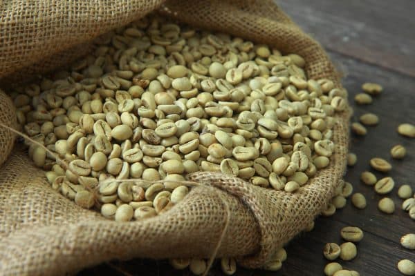 Green coffee beans being priced for export from India
