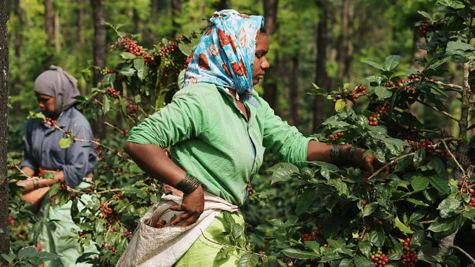 Indian coffee farmers adapting to climate change with shade-grown practices